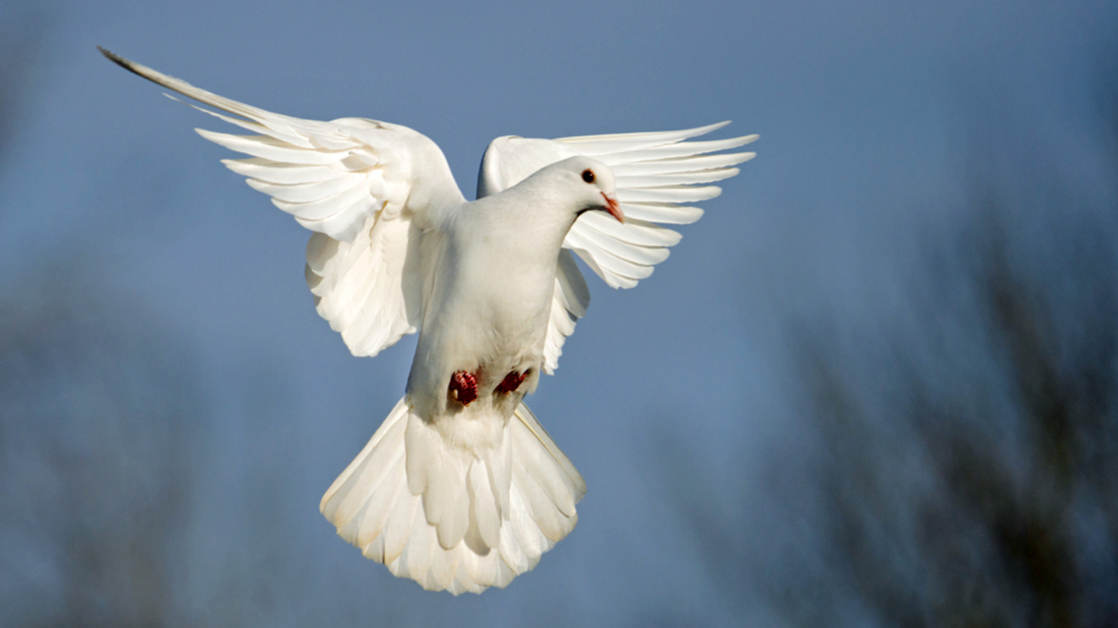 Die „gefallenen Engel“ bauen Brücken