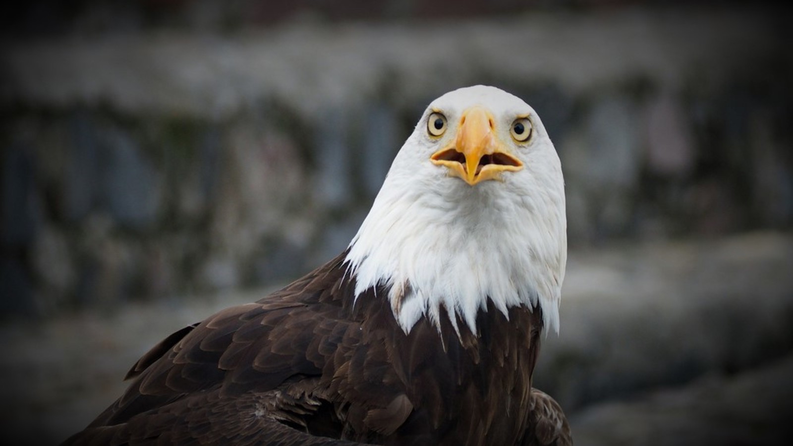 Adler ohne Krallen