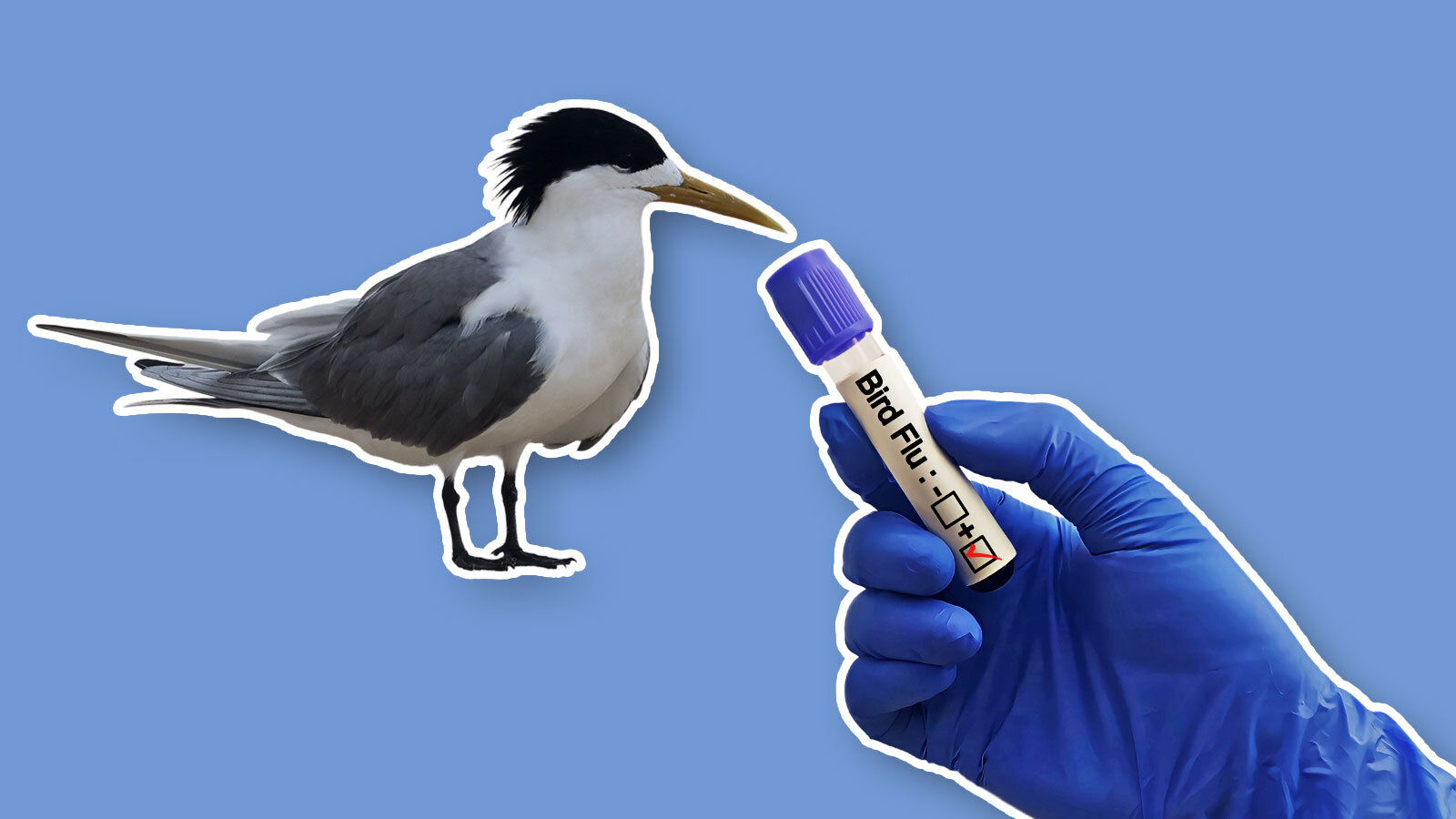 Tiere als Pharmaopfer