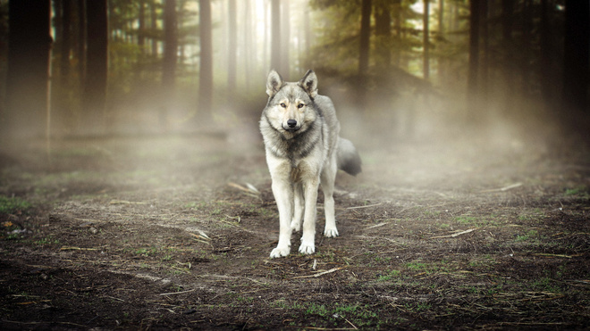 Fürsorgliche Wölfe