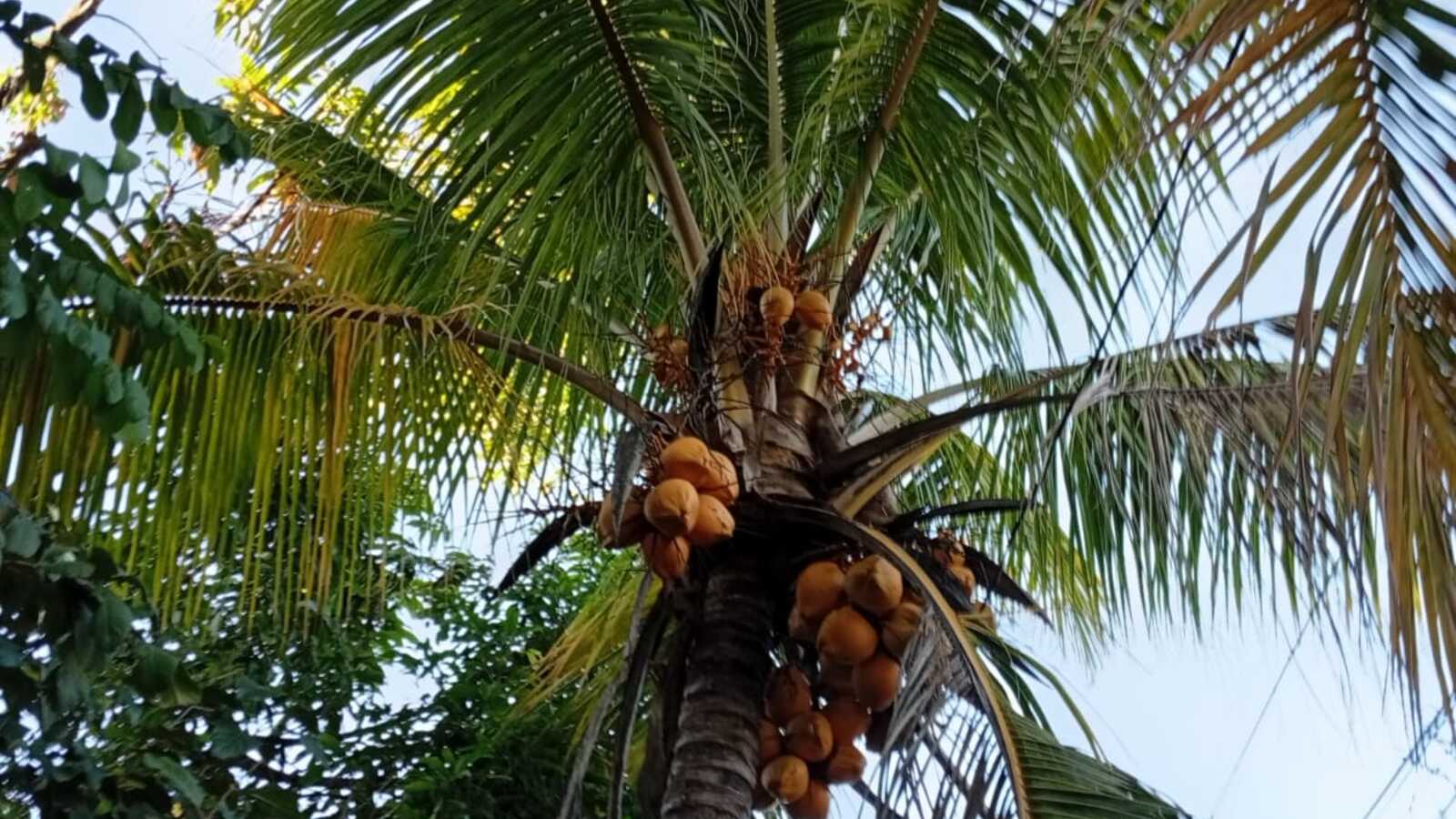 Friedrich Fellrocker