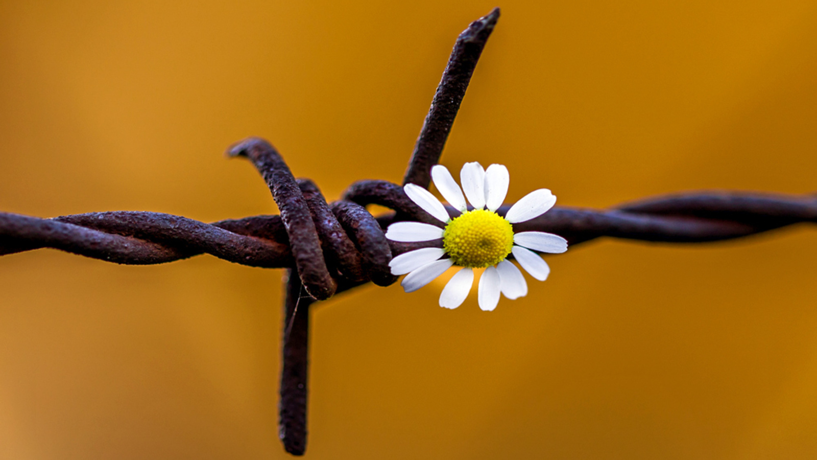 Der Friedensstillstand