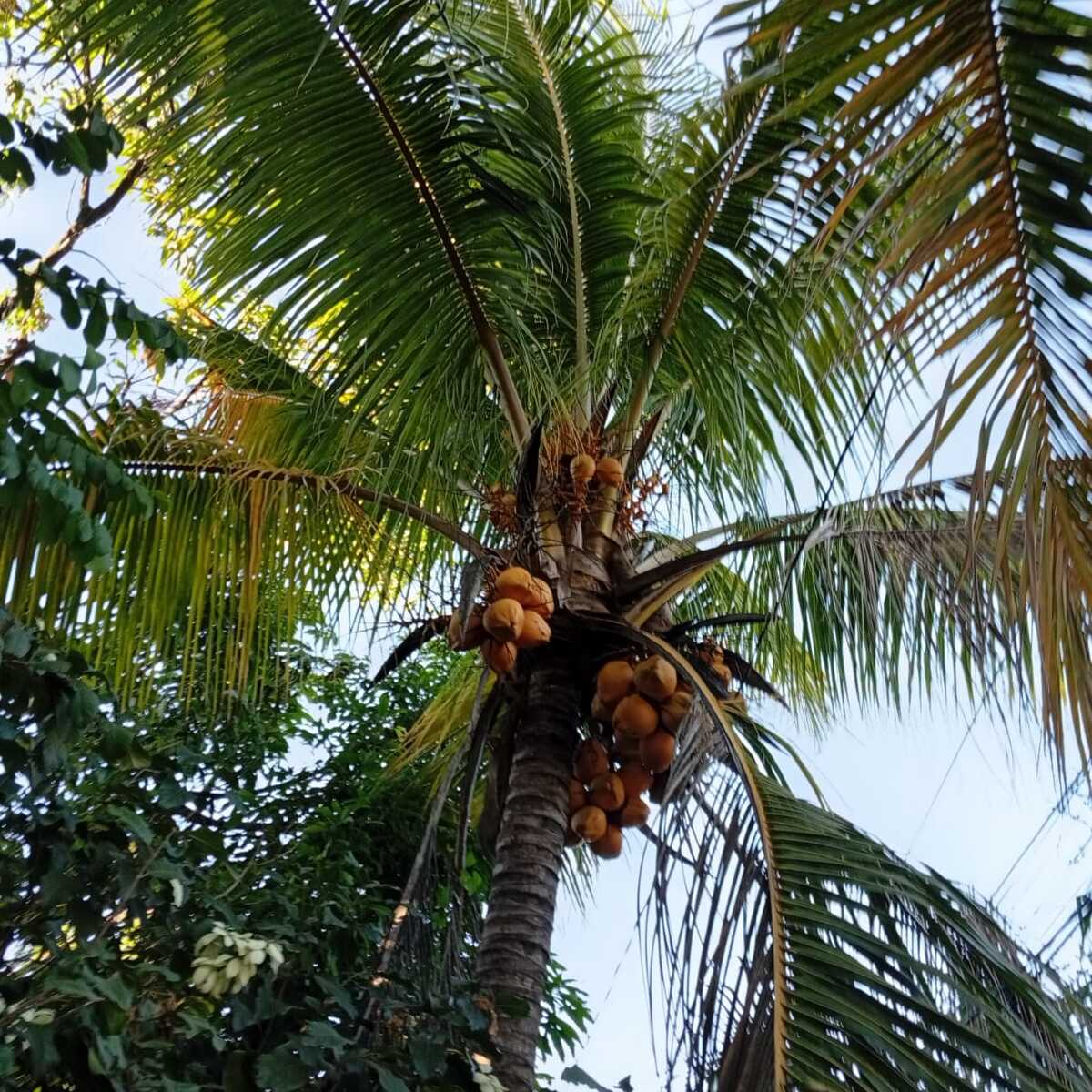 Friedrich Fellrocker