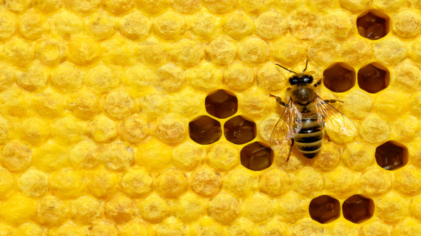 Rettet die Bienen und die Demokratie!