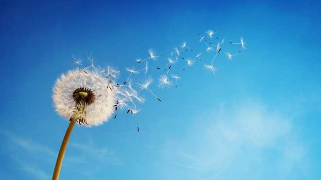 Wind unter den Flügeln