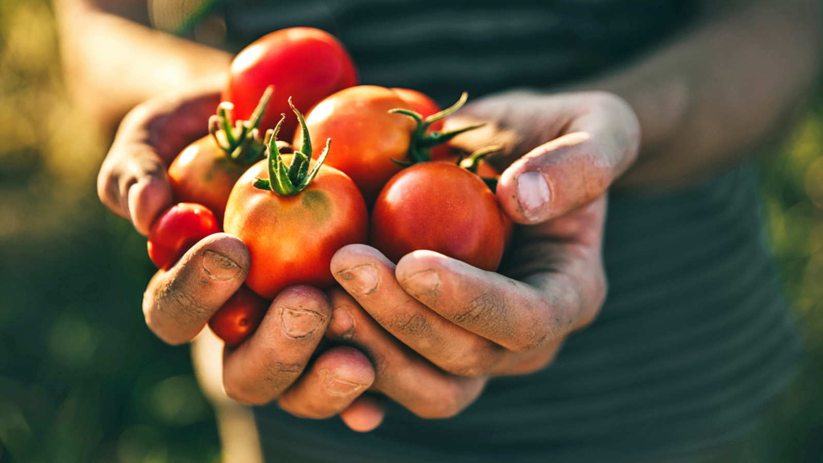 Die Tomaten-Krise