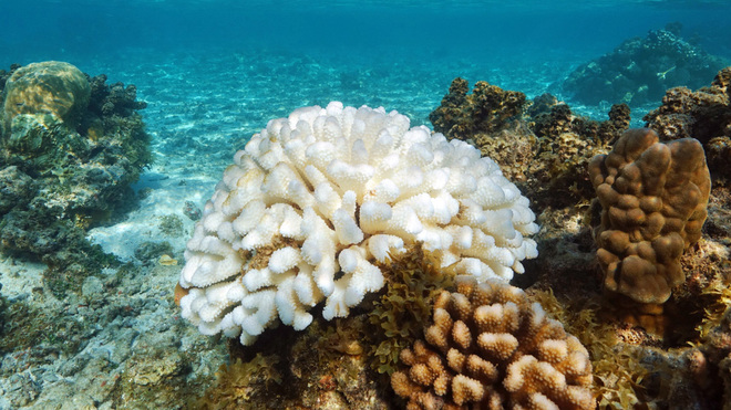 Meer ohne Korallen