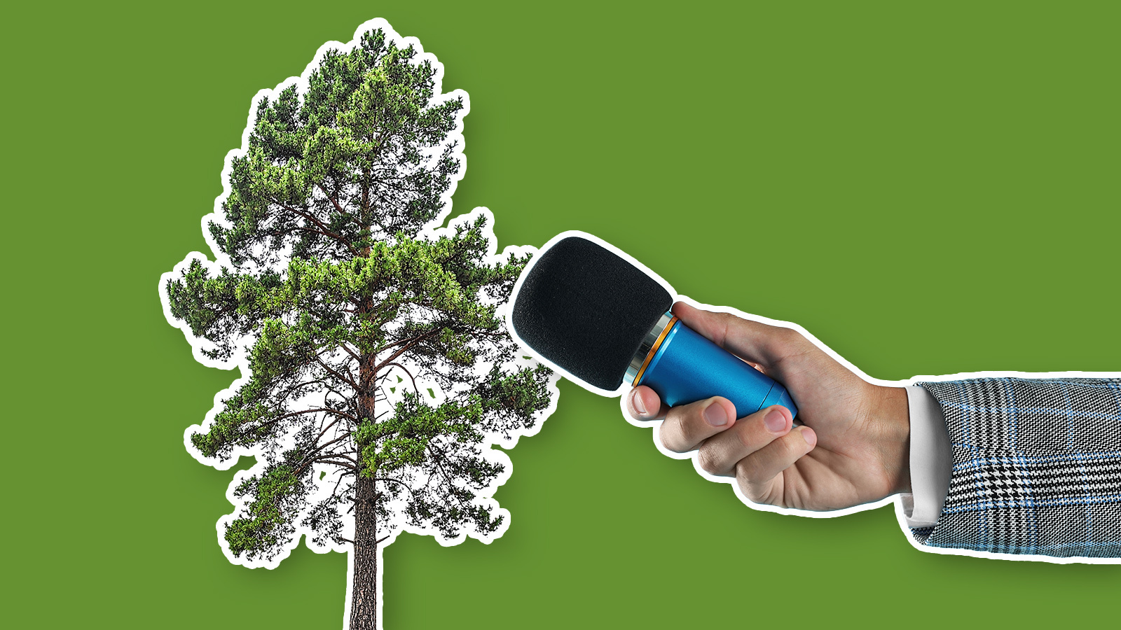 Ein Baum schlägt aus