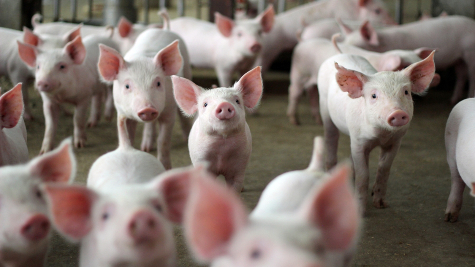Schwerkranke Schweine