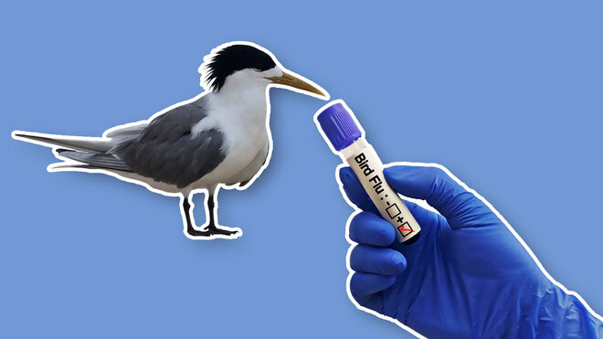 Tiere als Pharmaopfer